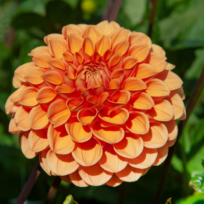 Dahlialökar - Set Om 3 - Dahlia 'Sylvia' - Blomlökar - Orange