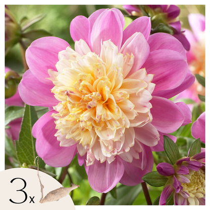Dahlialökar - Set Om 3 - Dahlia 'Take Off' - Blomlökar - Rosa