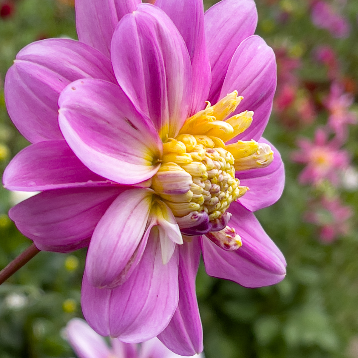 Dahlialökar - Set Om 3 - Dahlia 'Take Off' - Blomlökar - Rosa