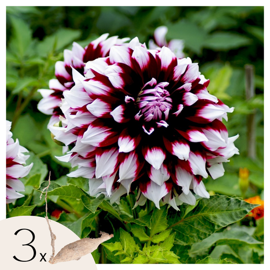 Florastore Dahlialökar - Set Om 3 - Dahlia 'Tartan' - Blomlökar - Purpur