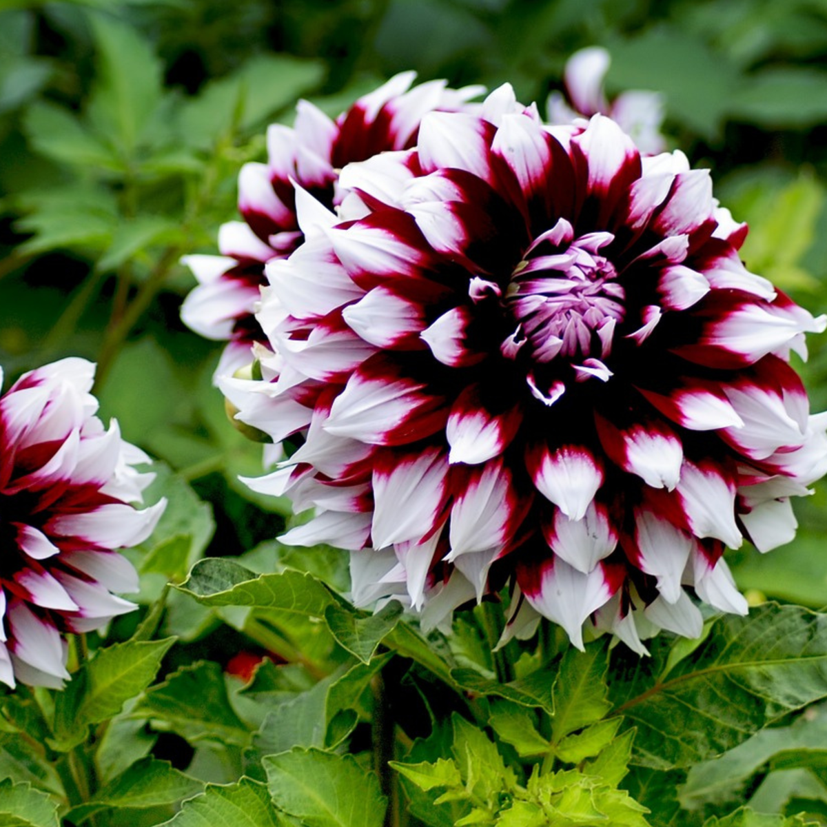 Dahlialökar - Set Om 3 - Dahlia 'Tartan' - Blomlökar - Purpur