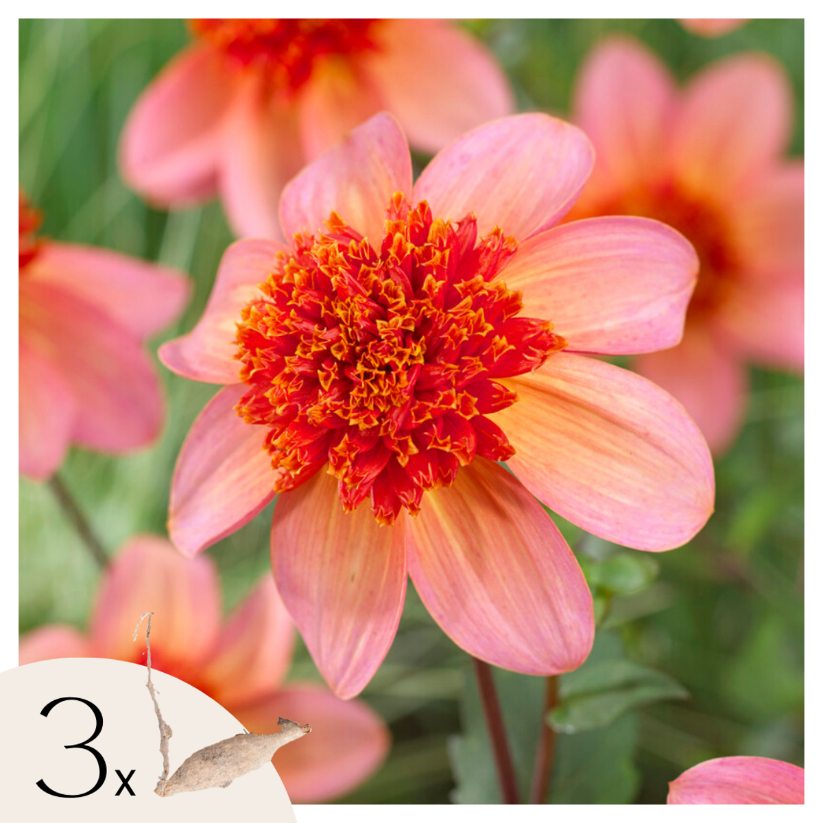 Florastore Dahlialökar - Set Om 3 - Dahlia 'Totally Tangerine' - Blomlökar - Orange