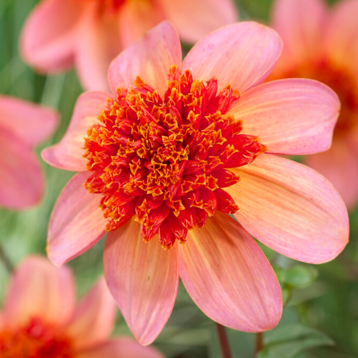 Dahlialökar - Set Om 3 - Dahlia 'Totally Tangerine' - Blomlökar - Orange