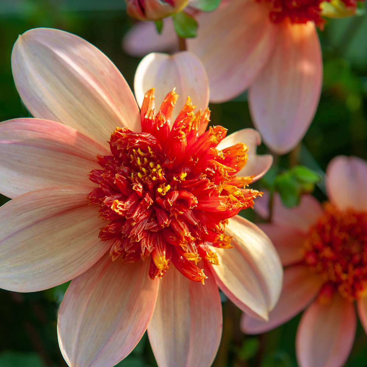 Dahlialökar - Set Om 3 - Dahlia 'Totally Tangerine' - Blomlökar - Orange