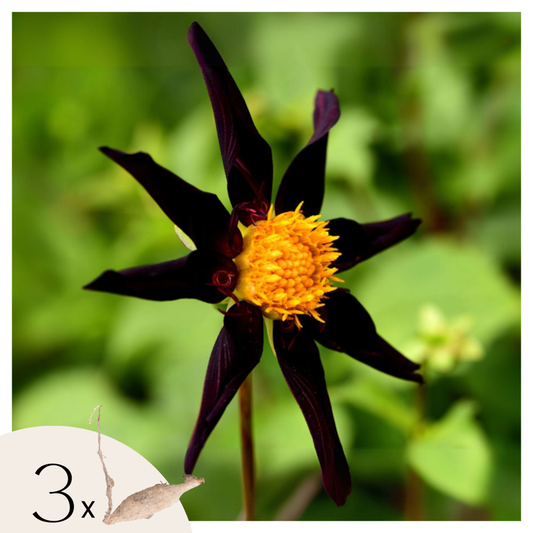 Dahlialökar - Set Om 3 - Dahlia 'Verrone's Obsidian' - Blomlökar - Flerfärgad