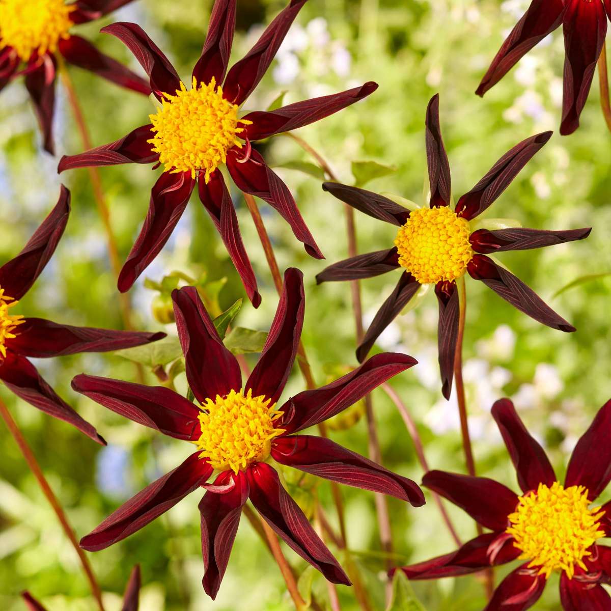 Dahlialökar - Set Om 3 - Dahlia 'Verrone's Obsidian' - Blomlökar - Flerfärgad