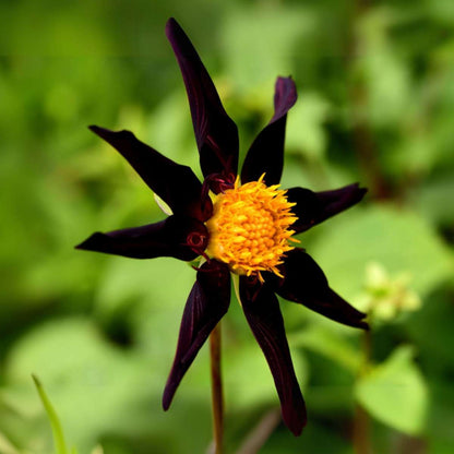 Dahlialökar - Set Om 3 - Dahlia 'Verrone's Obsidian' - Blomlökar - Flerfärgad