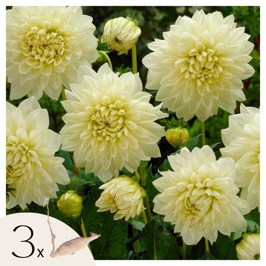 Florastore Dahlialökar - Set Om 3 - Dahlia 'White Perfection' - Blomlökar - Vit
