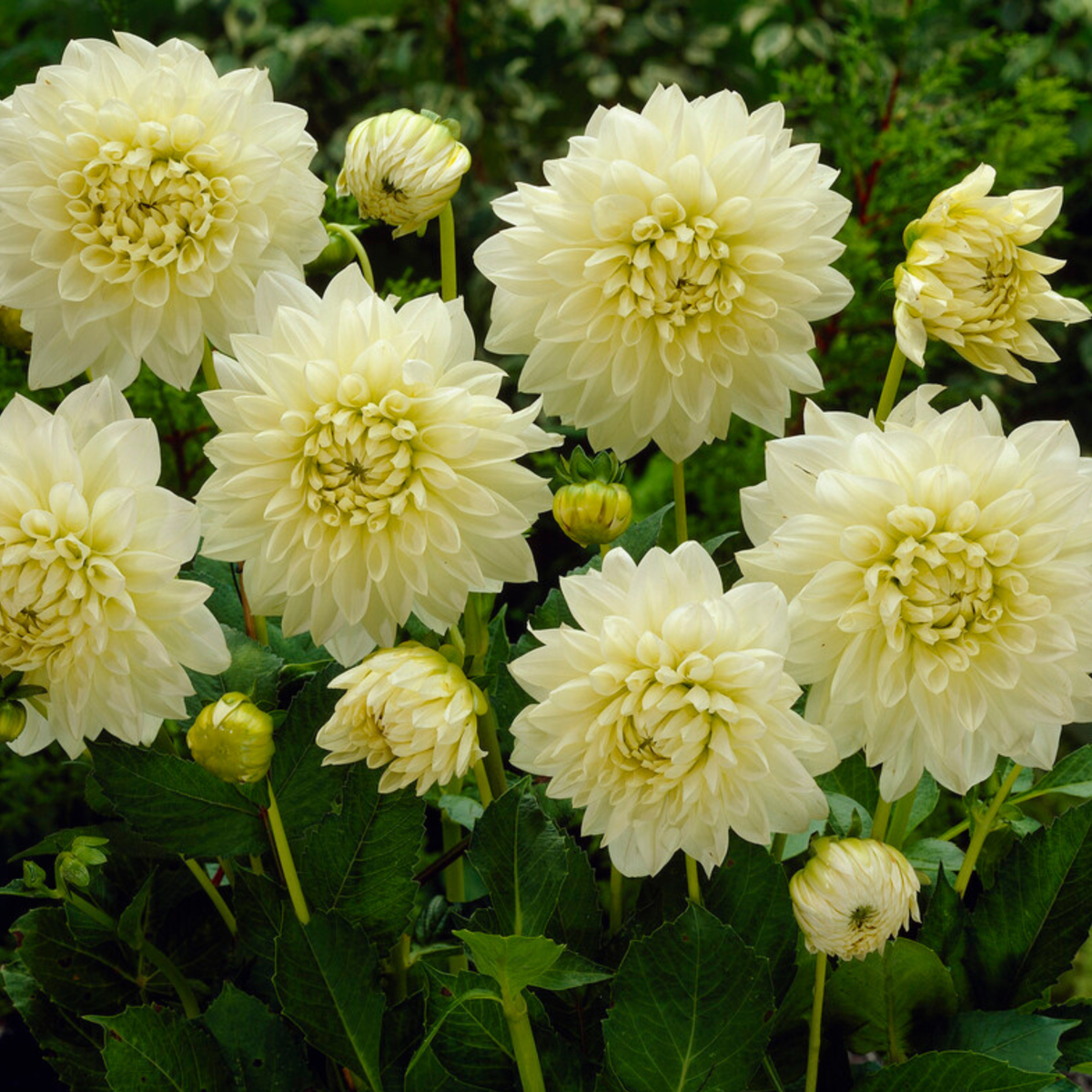 Dahlialökar - Set Om 3 - Dahlia 'White Perfection' - Blomlökar - Vit