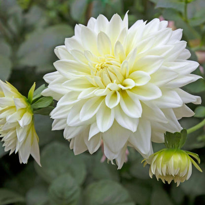 Dahlialökar - Set Om 3 - Dahlia 'White Perfection' - Blomlökar - Vit