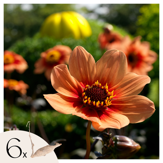 Florastore Dahlialökar - Set Om 6 - Dahlia 'Happy Single First Love' - Blomlökar - Orange