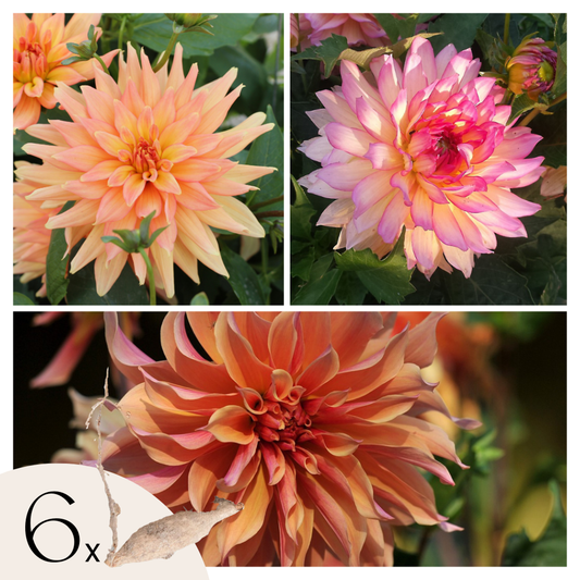 Florastore Dahlialökar - Set Om 6 - Dahlia 'Labyrinth' - Blomlökar - Purpur