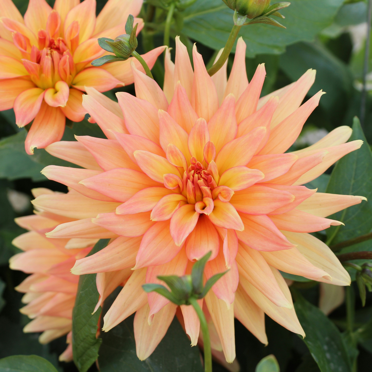 Dahlialökar - Set Om 6 - Dahlia 'Labyrinth' - Blomlökar - Purpur