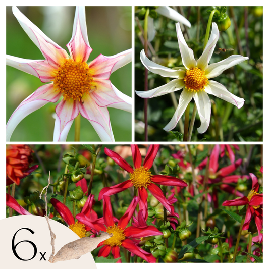 Florastore Dahlialökar - Set Om 6 - Dahlia 'Dark', 'Fragile' - Blomlökar - Flerfärgad