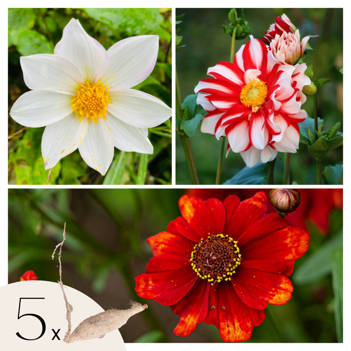 Florastore Dahlialökar - Set Om 5 - Dahlia 'Sunset Mix' - Blomlökar - Röd