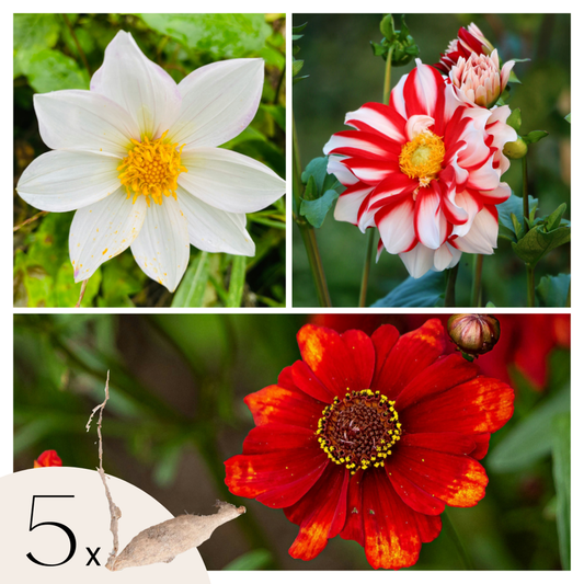Florastore Dahlialökar - Set Om 5 - Dahlia 'Sunset Mix' - Blomlökar - Röd