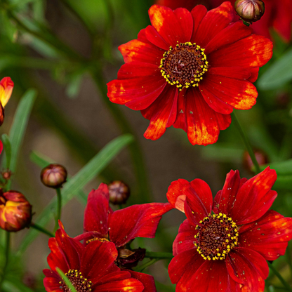 Dahlialökar - Set Om 5 - Dahlia 'Sunset Mix' - Blomlökar - Röd