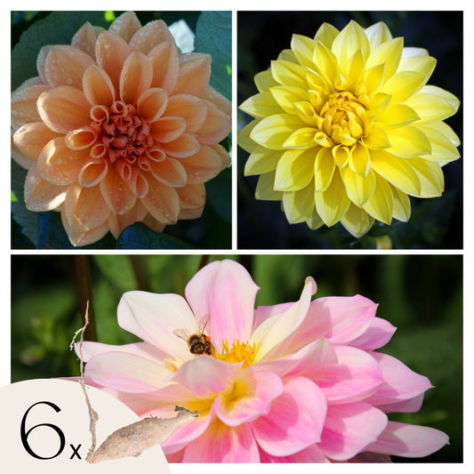 Florastore Dahlialökar - Set Om 6 - Dahlia 'Waterlily Mix' - Blomlökar - Flerfärgad