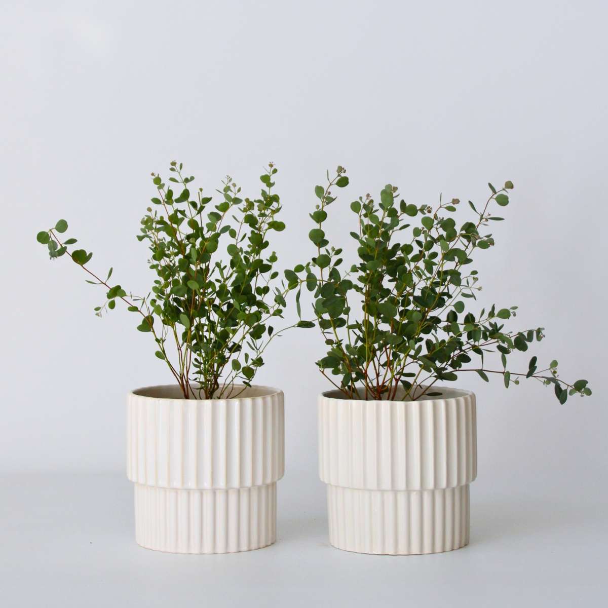 Florastore Eukalyptus - Set Om 2 - Eucalyptus Websteriana - Höjd 35-45Cm - ⌀15Cm