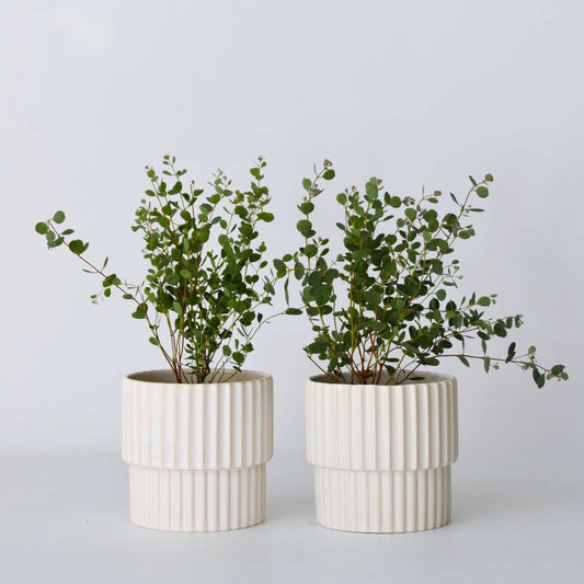 Florastore Eukalyptus - Set Om 2 - Eucalyptus Websteriana - Höjd 35-45Cm - ⌀15Cm