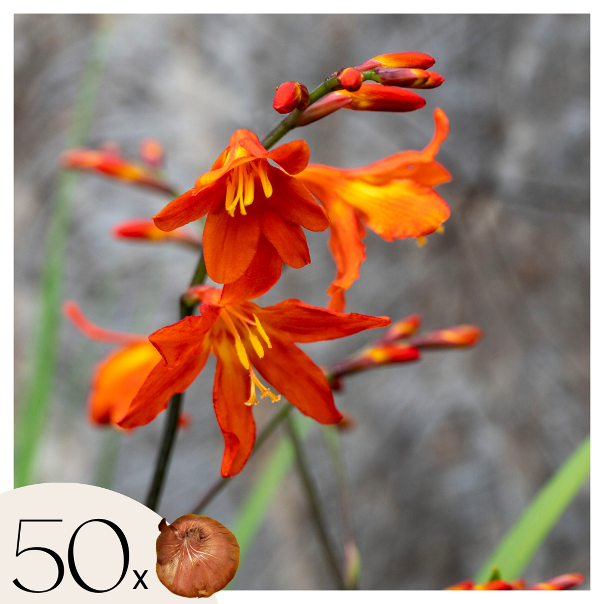 Florastore Montbretia - Set Om 50 - Crocosmia Curtonus 'Lucifer' - Blomlökar - Röd
