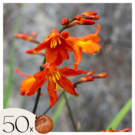 Florastore Montbretia - Set Om 50 - Crocosmia Curtonus 'Lucifer' - Blomlökar - Röd