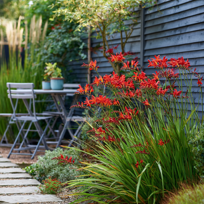 Other Types Of Flower Bulbs Montbretia - Set Om 50 - Crocosmia Curtonus 'Lucifer' - Blomlökar - Röd
