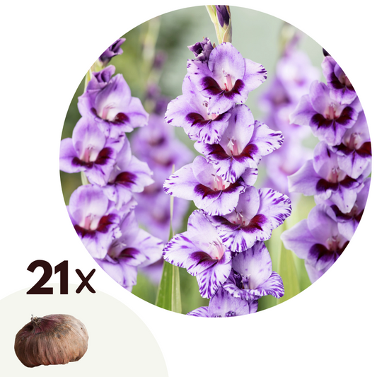 Florastore Gladioluslökar - Set Om 21 - Gladiolus 'Passos' - Blomlökar - Purpur