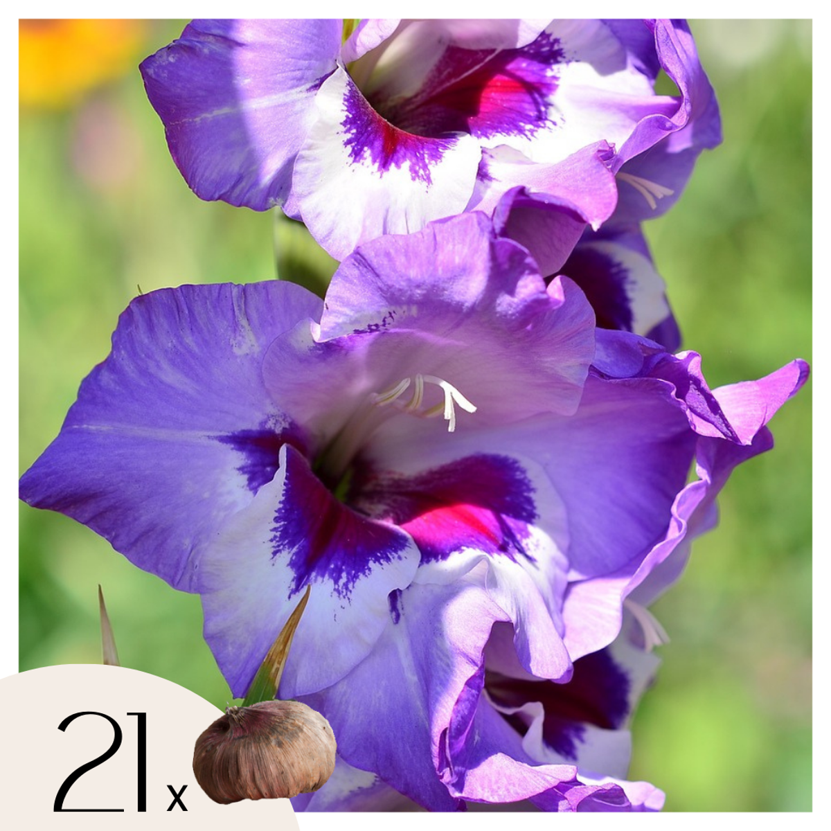 Other Types Of Flower Bulbs Gladioluslökar - Set Om 21 - Gladiolus 'Passos' - Blomlökar - Purpur