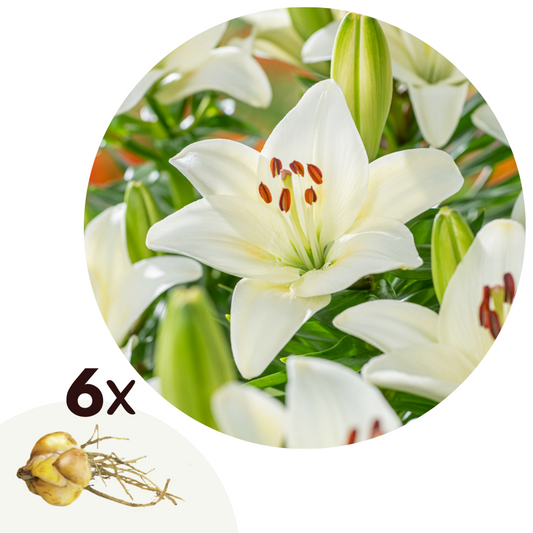 Florastore Asiatisk Lilja - Set Om 6 - Lilium Asiatic 'Happy Ice' - Rhizomer - Vit