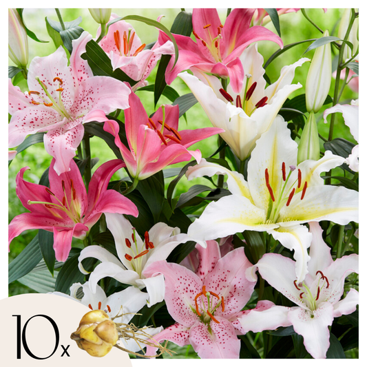 Florastore Orientalisk Lilja - Set Om 10 - Lilium Orientalis - Rhizomer - Flerfärgad