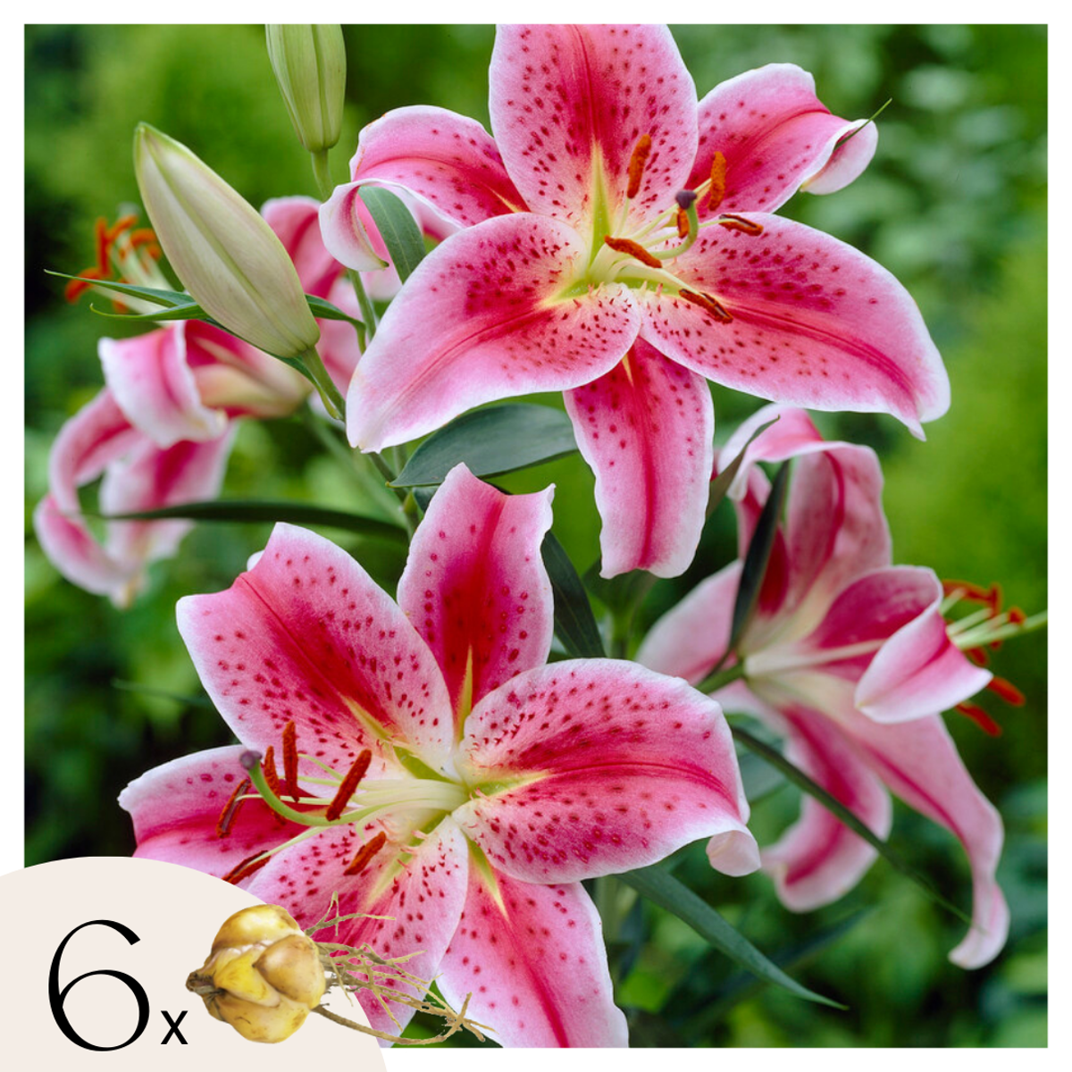 Florastore Orientalisk Lilja - Set Om 6 - Lilium Orientalis 'Stargazer' - Rhizomer - Rosa