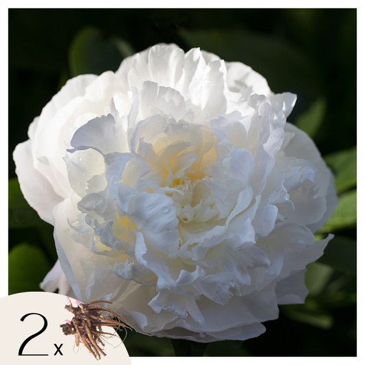 Florastore Pioner - Set Om 2 - Paeonia 'Duchesse De Nemours' - Rhizomer - Vit