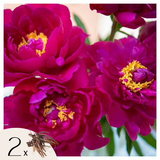 Florastore Pioner - Set Om 2 - Paeonia 'Karl Rosenfield' - Rhizomer - Rosa