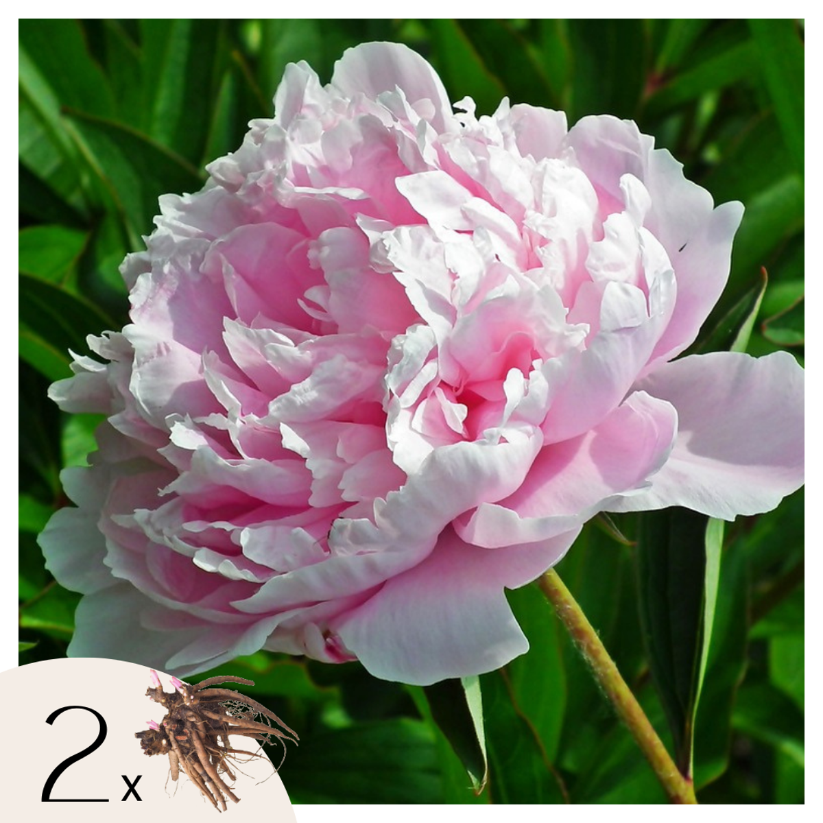 Florastore Pioner - Set Om 2 - Paeonia 'Sarah Bernhardt' - Rhizomer - Rosa