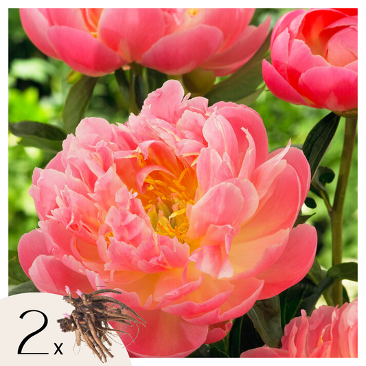 Peony Pioner - Set Om 2 - Paeonia 'Pink Hawaiian Coral' - Rhizomer - Rosa
