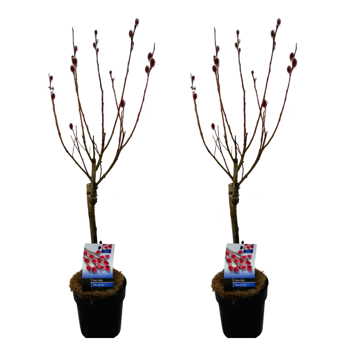 Florastore Japansk Dvärgpil - Set Om 2 - Salix 'Mount Aso' - Höjd 50-60Cm - ⌀12Cm