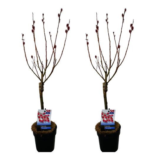 Florastore Japansk Dvärgpil - Set Om 2 - Salix 'Mount Aso' - Höjd 50-60Cm - ⌀12Cm