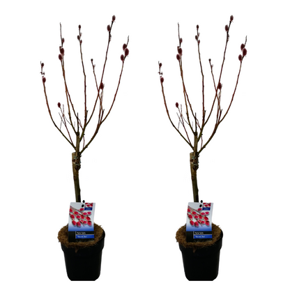 Other Garden Plants Japansk Dvärgpil - Set Om 2 - Salix 'Mount Aso' - Höjd 50-60Cm - ⌀12Cm