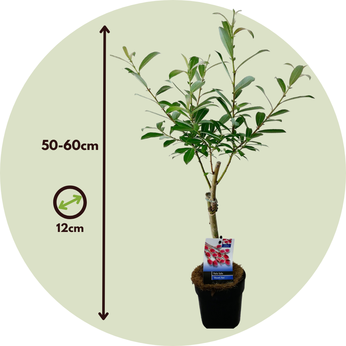 Other Garden Plants Japansk Dvärgpil - Set Om 2 - Salix 'Mount Aso' - Höjd 50-60Cm - ⌀12Cm