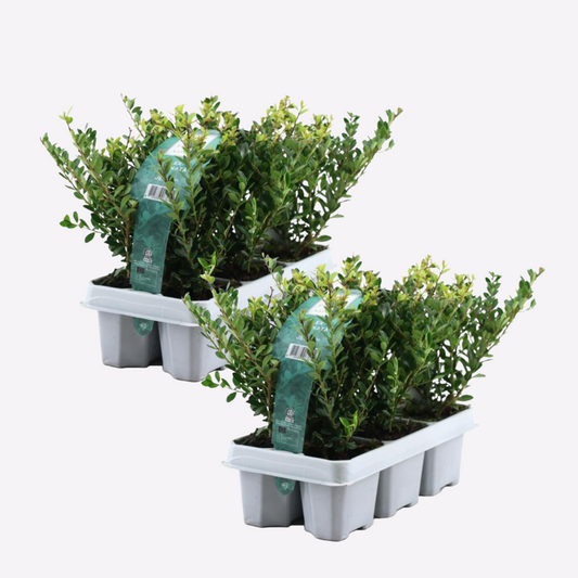 Florastore Japansk Järnek - Set Om 12 - Ilex Crenata 'Jenny' - Höjd 10-20Cm - ⌀9Cm