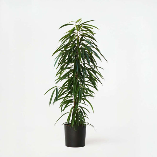 Ficus Fikus - Ficus Binnendijkii - Höjd 100-110Cm - ⌀21Cm