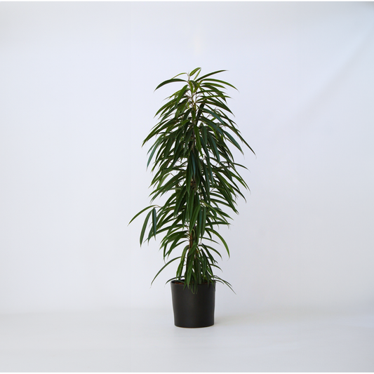 Florastore Fikus - Ficus Binnendijkii - Höjd 100-110Cm - ⌀21Cm