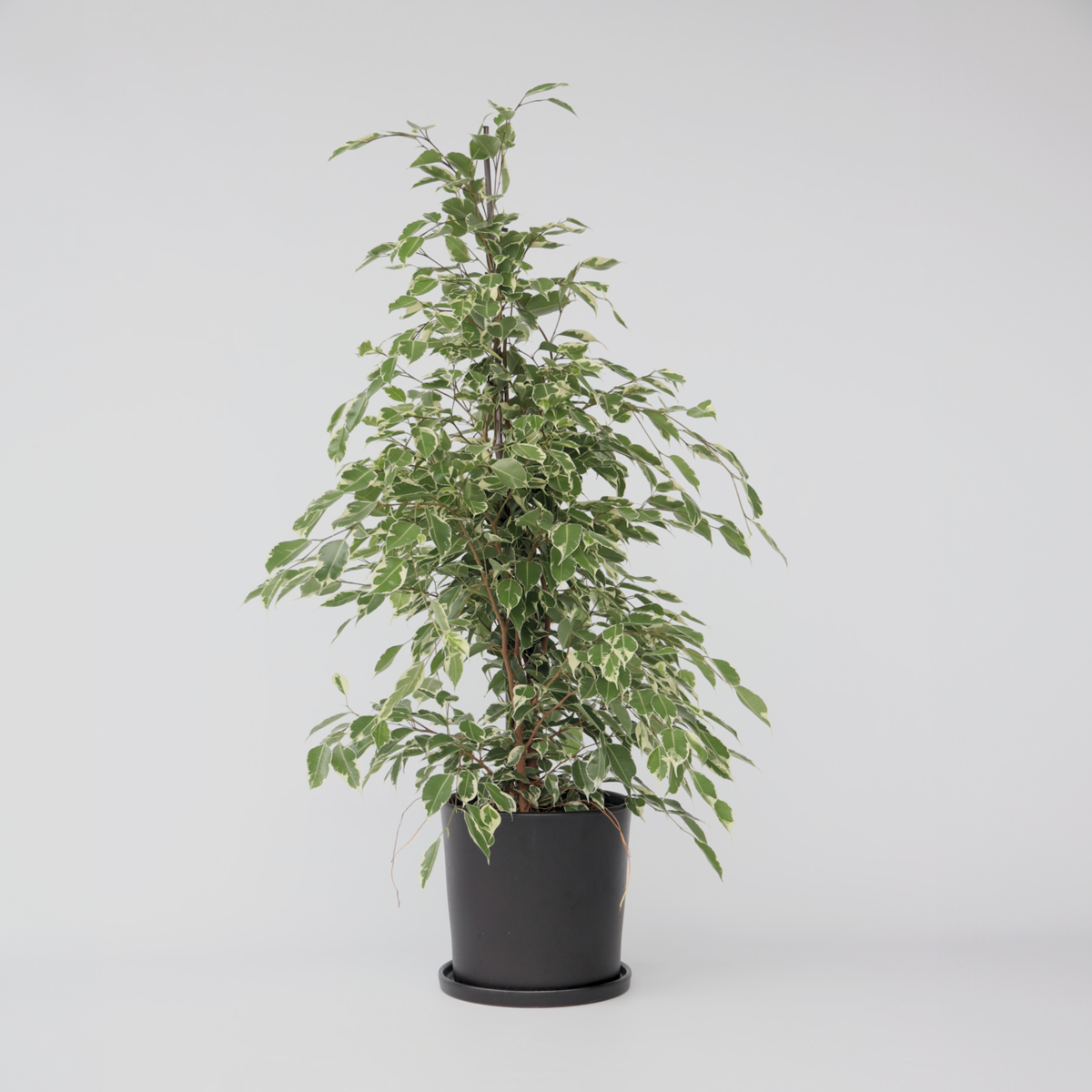 Florastore Benjaminfikus - Ficus Benjamina 'Twilight' - Höjd 100-110Cm - ⌀21Cm