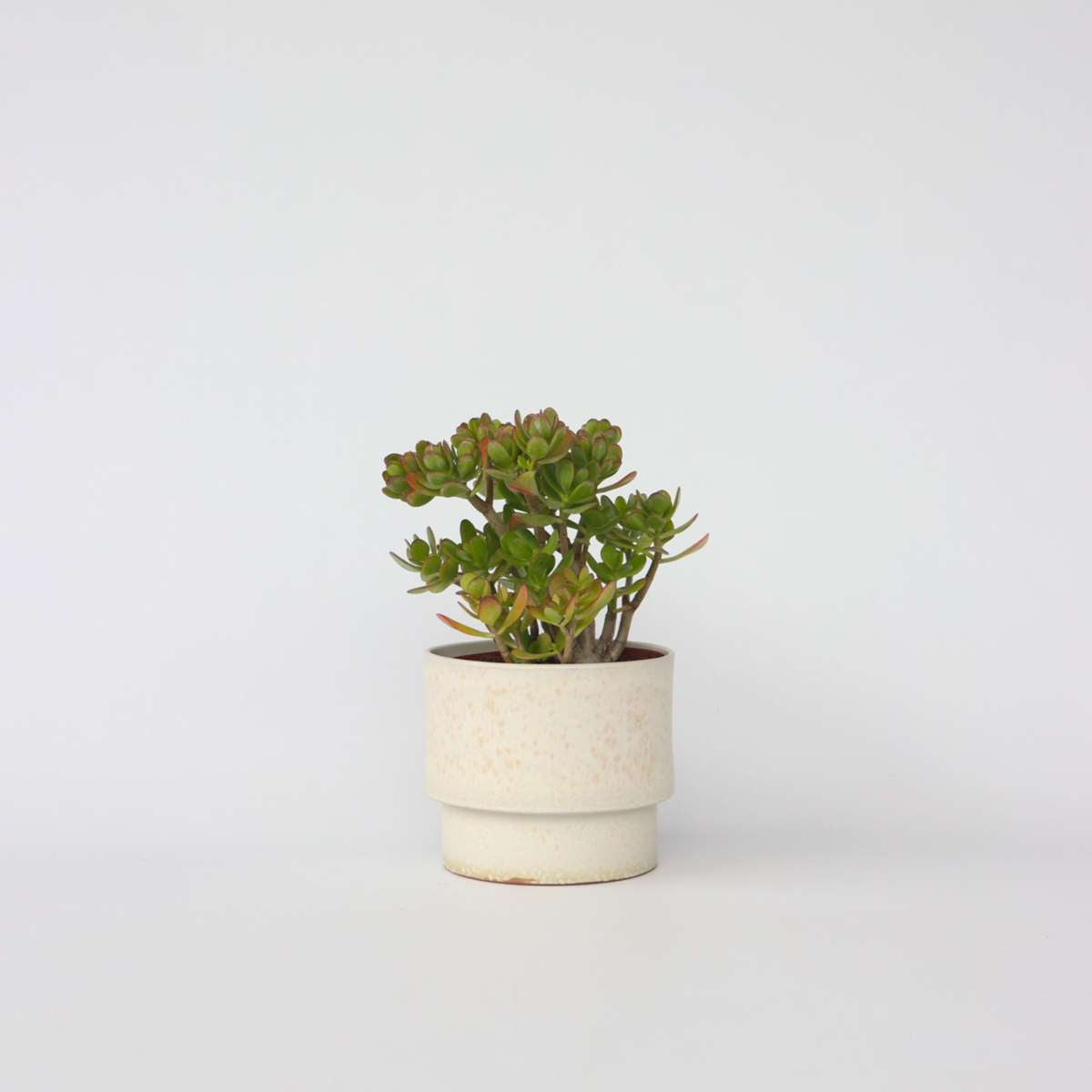 Florastore Paradisträd - Crassula Ovata 'Hobbit' - Höjd 45-50Cm - ⌀23Cm