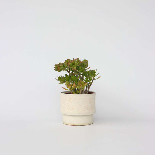Succulents Paradisträd - Crassula Ovata 'Hobbit' - Höjd 45-50Cm - ⌀23Cm