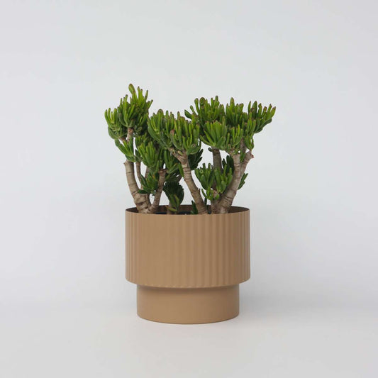 Florastore Paradisträd - Crassula Ovata 'Hobbit' - Höjd 55-60Cm - ⌀30Cm