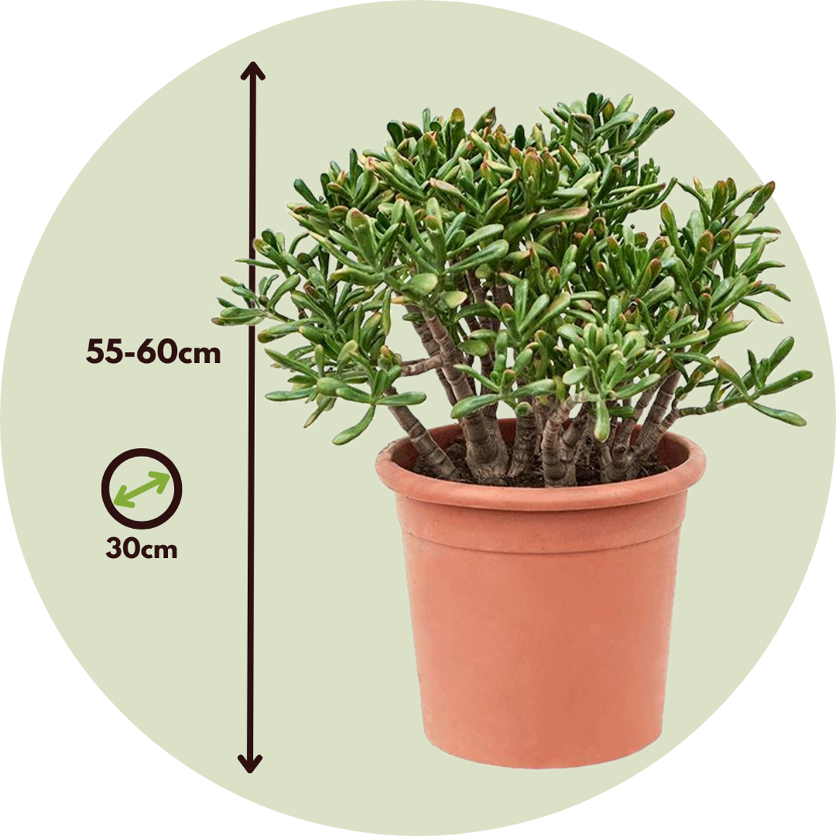 Succulents Paradisträd - Crassula Ovata 'Hobbit' - Höjd 55-60Cm - ⌀30Cm
