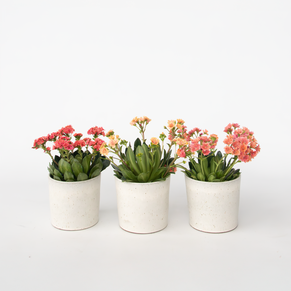 Florastore Bitterört - Set Om 3 - Lewisia Cotyledon - Höjd 10-20Cm - ⌀10Cm