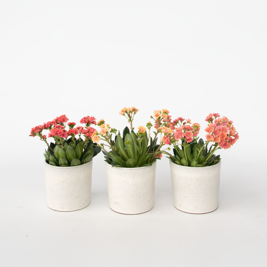 Florastore Bitterört - Set Om 3 - Lewisia Cotyledon - Höjd 10-20Cm - ⌀10Cm